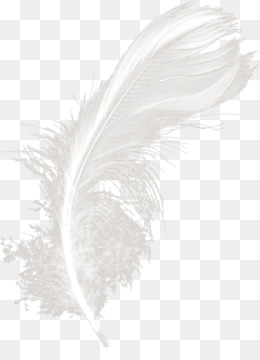 Detail White Feather Png Nomer 15