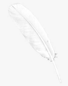 Detail White Feather Png Nomer 4