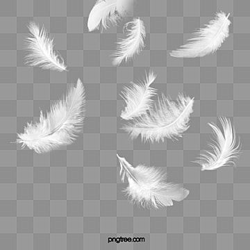 Detail White Feather Png Nomer 37