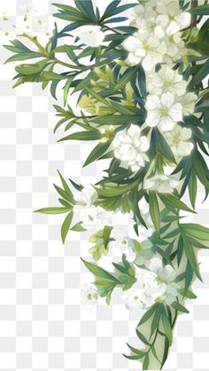 Detail White Floral Png Nomer 58