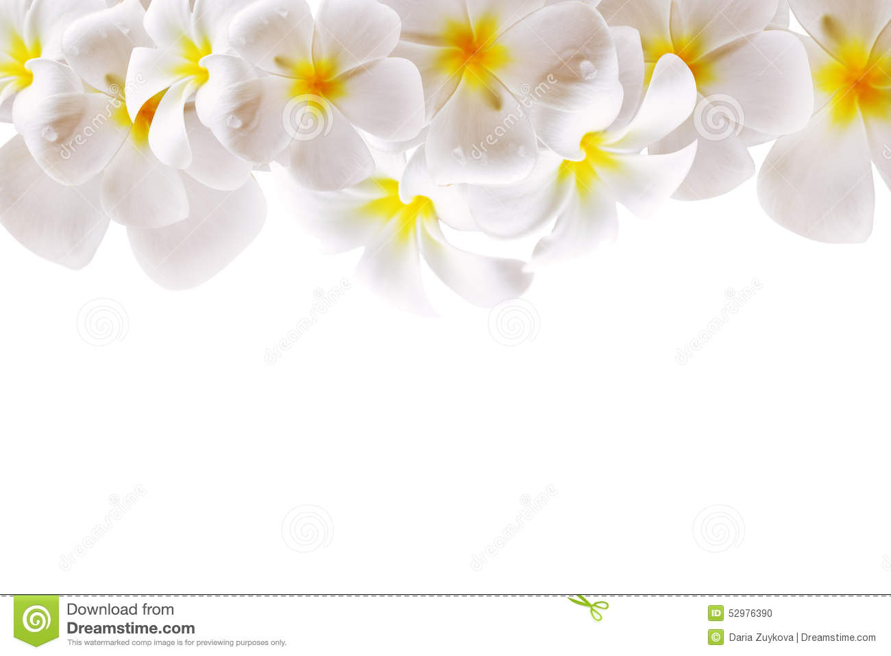 Detail White Flower Background Nomer 27