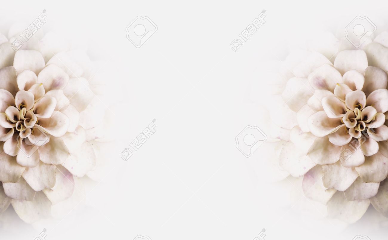 Detail White Flower Background Nomer 28