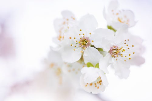 Download White Flower Background Nomer 30