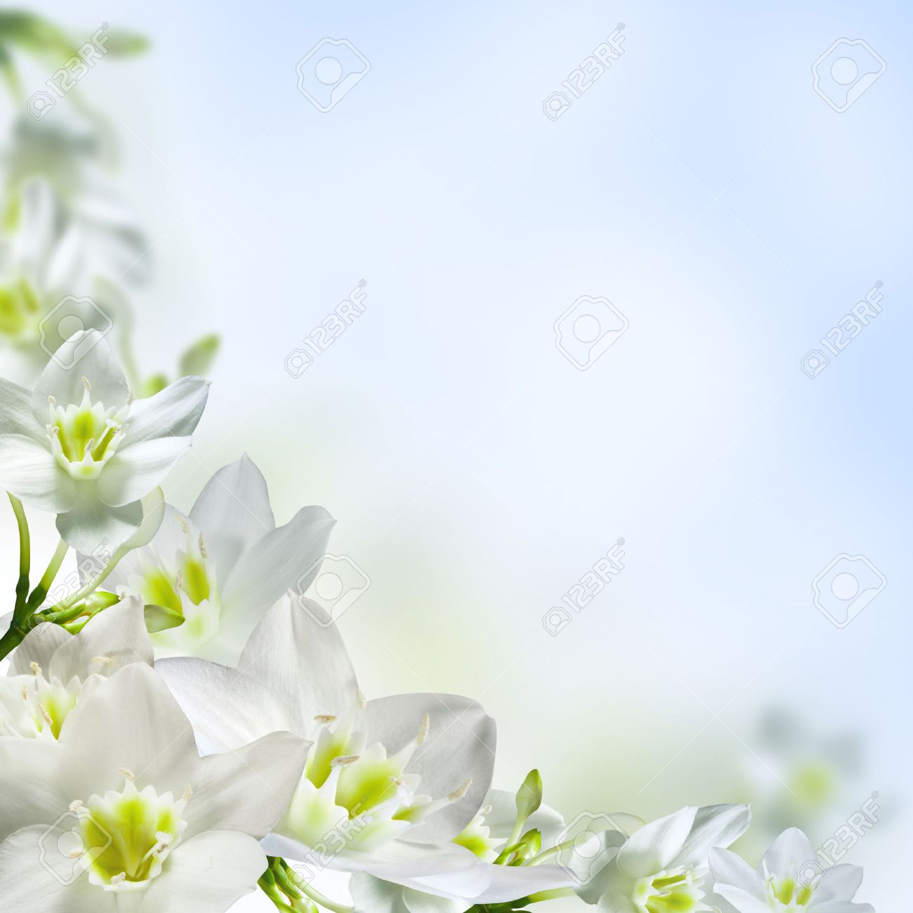 Detail White Flower Background Nomer 35