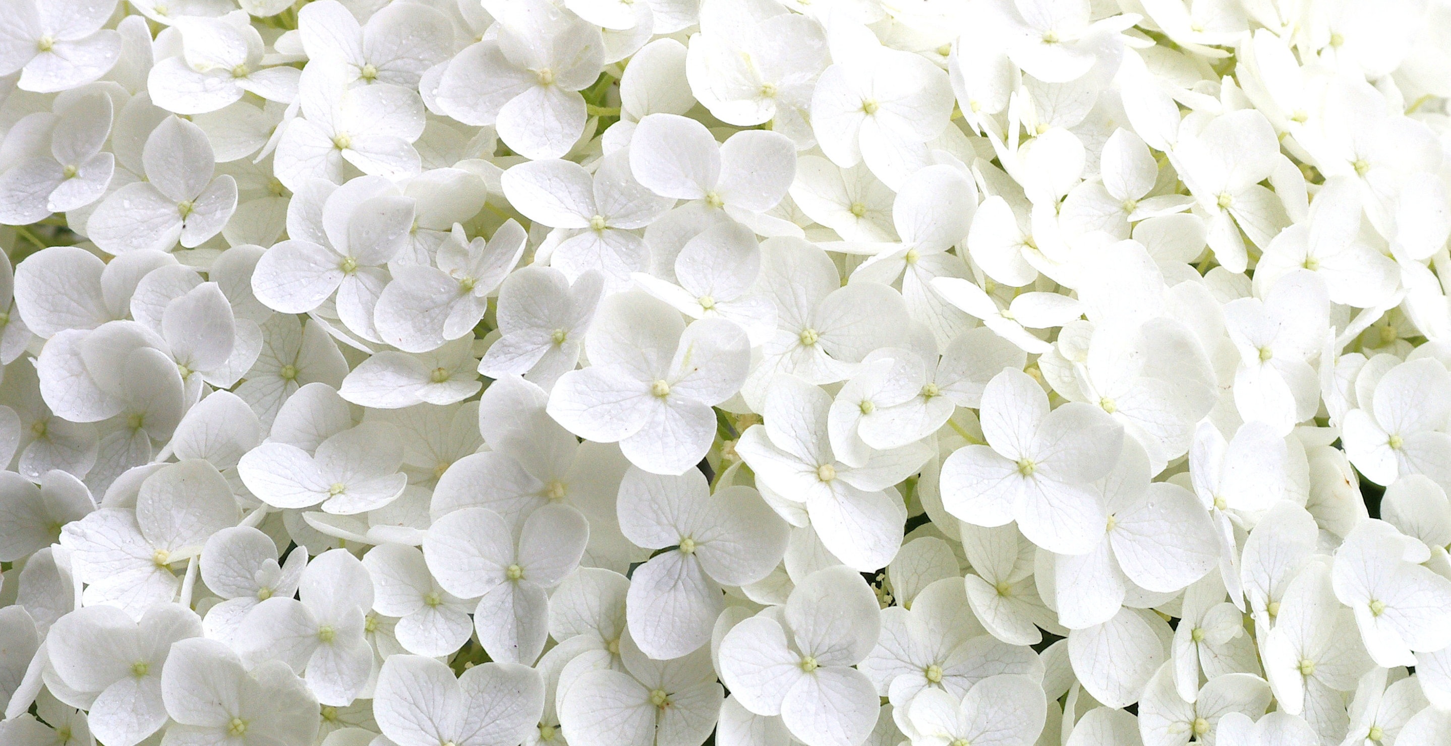 Detail White Flower Background Nomer 37