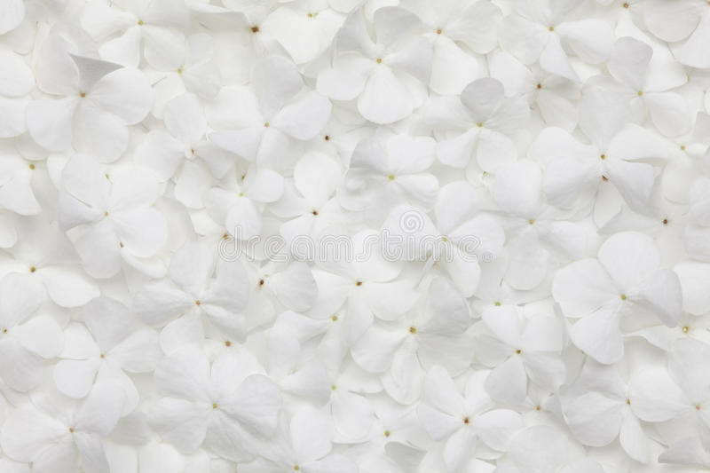 Detail White Flower Background Nomer 6