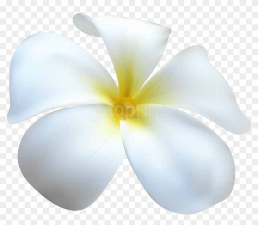 Detail White Flower Png Nomer 21