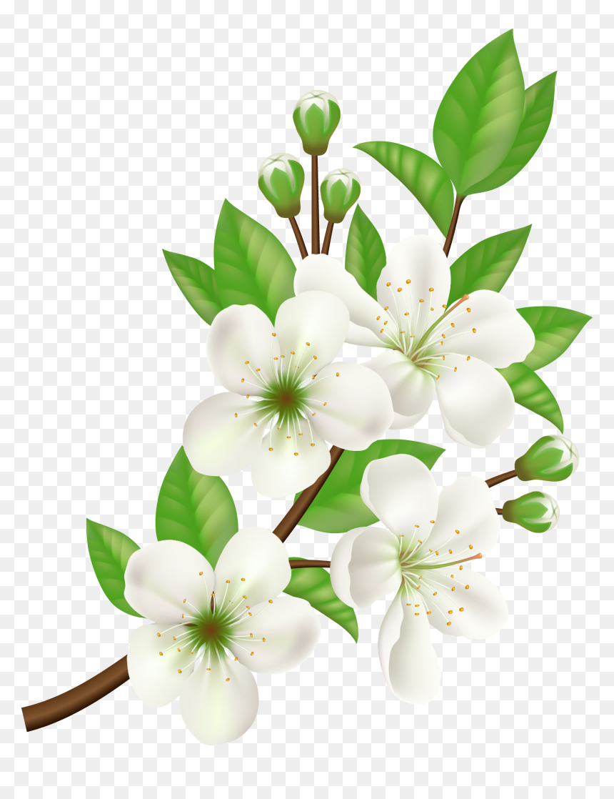 Detail White Flower Png Nomer 28