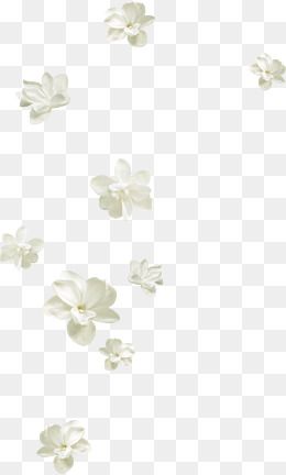 Detail White Flower Png Nomer 43