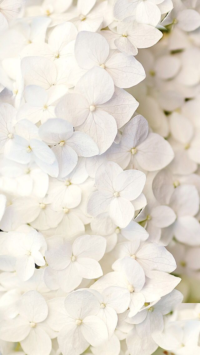 Detail White Flower Wallpaper Nomer 40