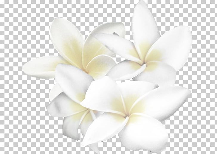 Detail White Flowers Png Nomer 15