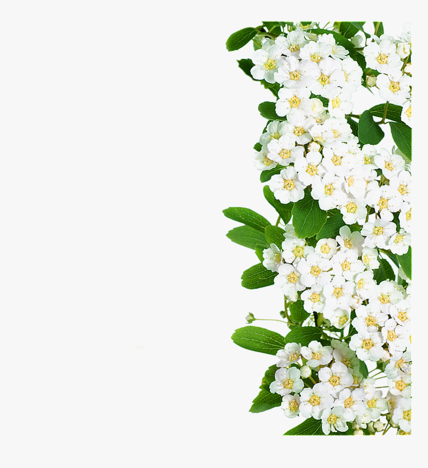 Detail White Flowers Png Nomer 41