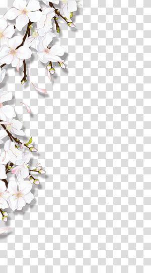 Detail White Flowers Png Nomer 7