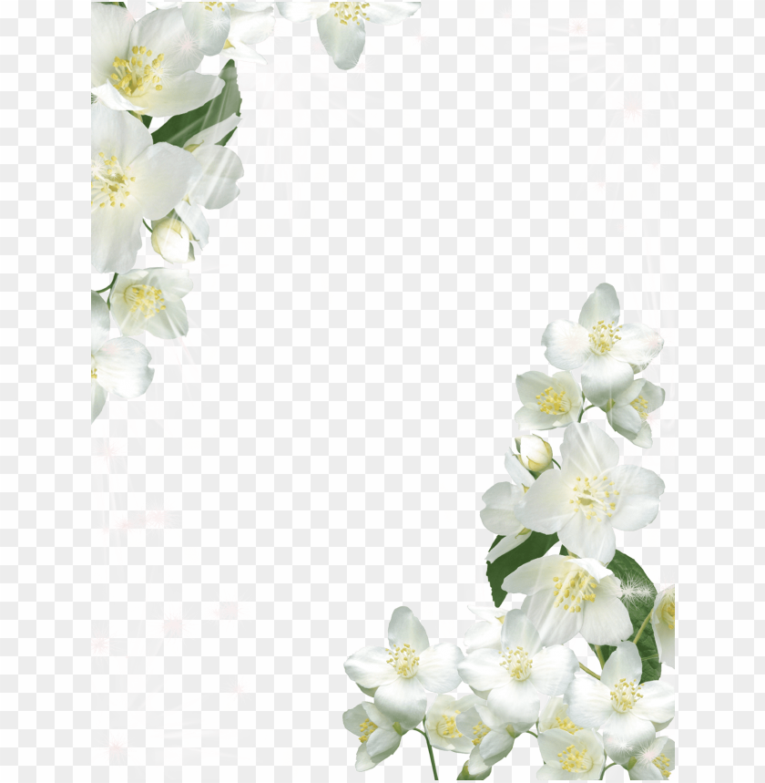 Detail White Flowers Transparent Nomer 14