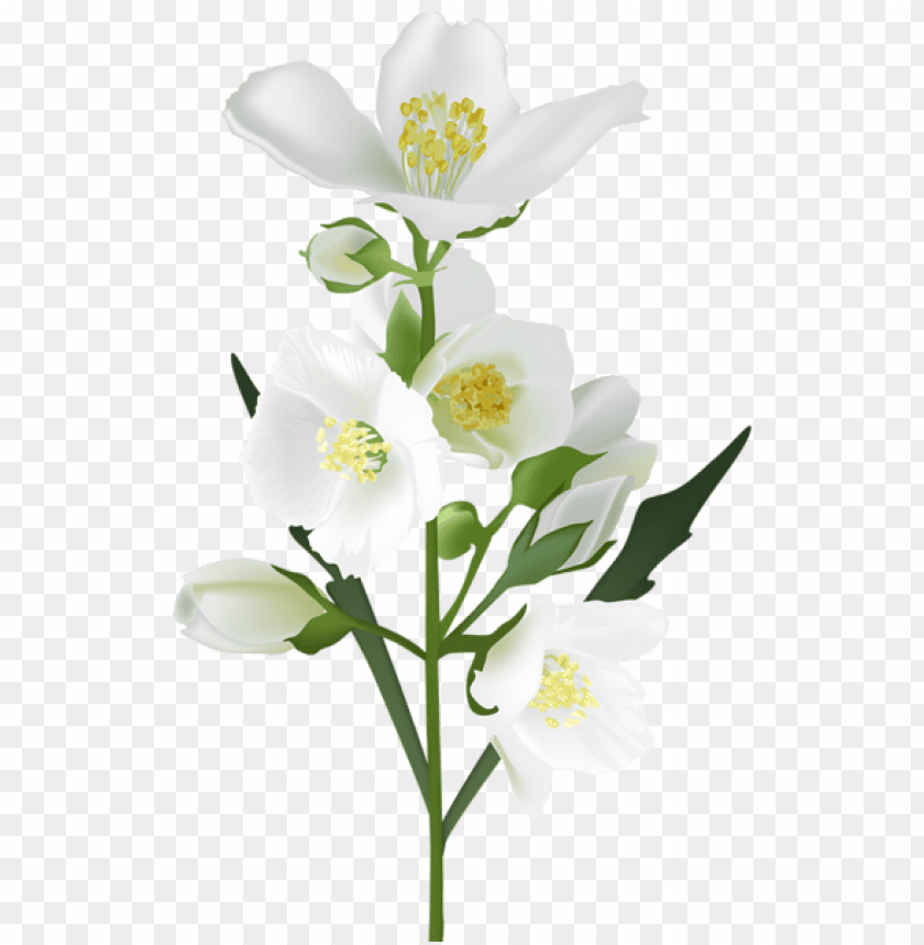 Detail White Flowers Transparent Nomer 16