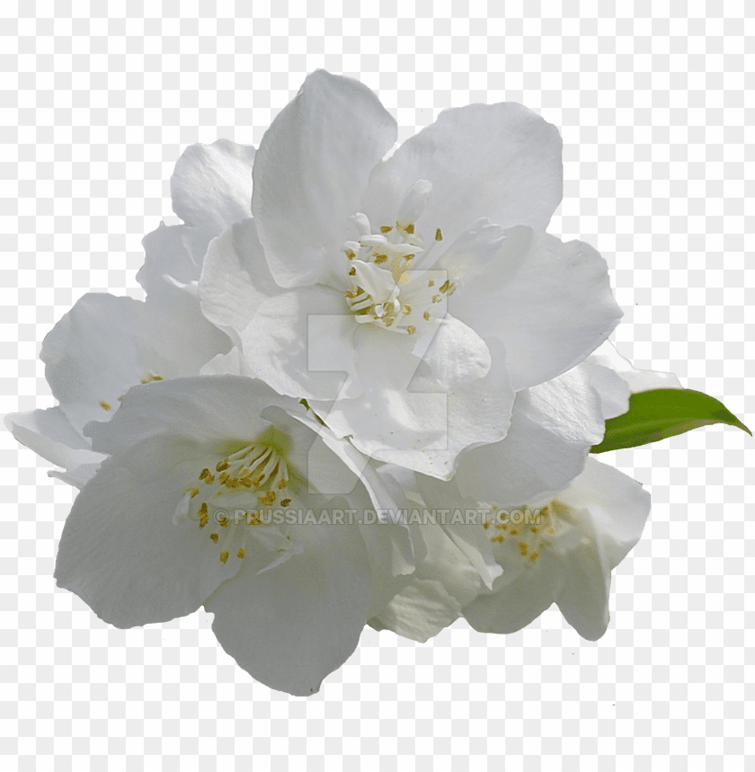 Detail White Flowers Transparent Nomer 6
