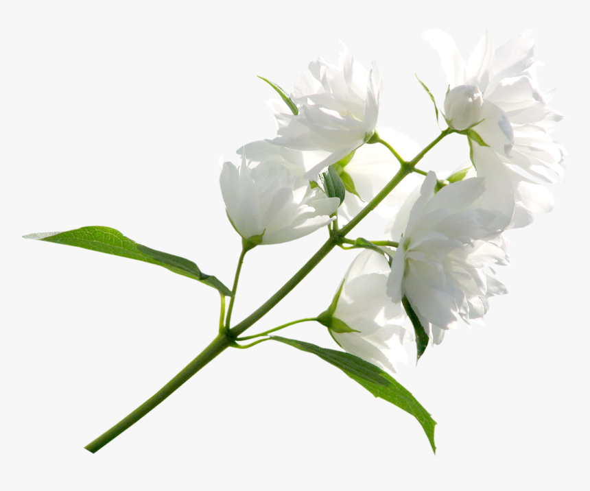 White Flowers Transparent Background - KibrisPDR