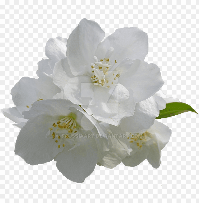 Detail White Flowers Transparent Background Nomer 2