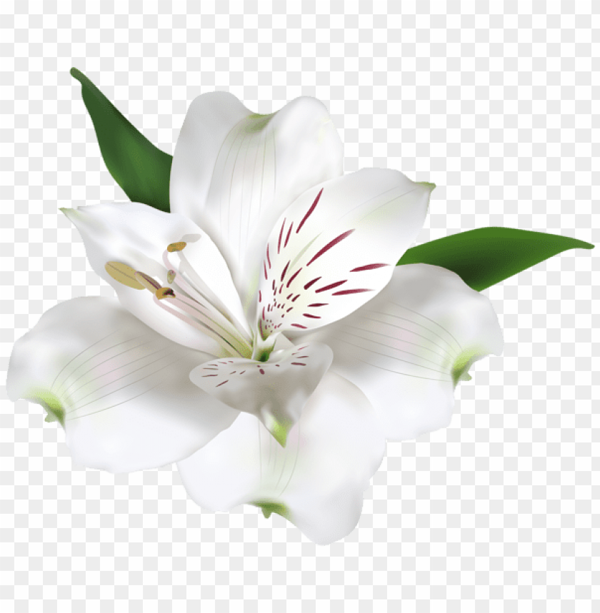Download White Flowers Transparent Background Nomer 14