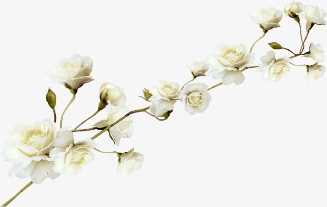 Detail White Flowers Transparent Background Nomer 16