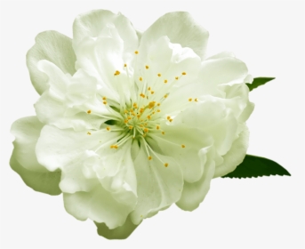 Detail White Flowers Transparent Background Nomer 20