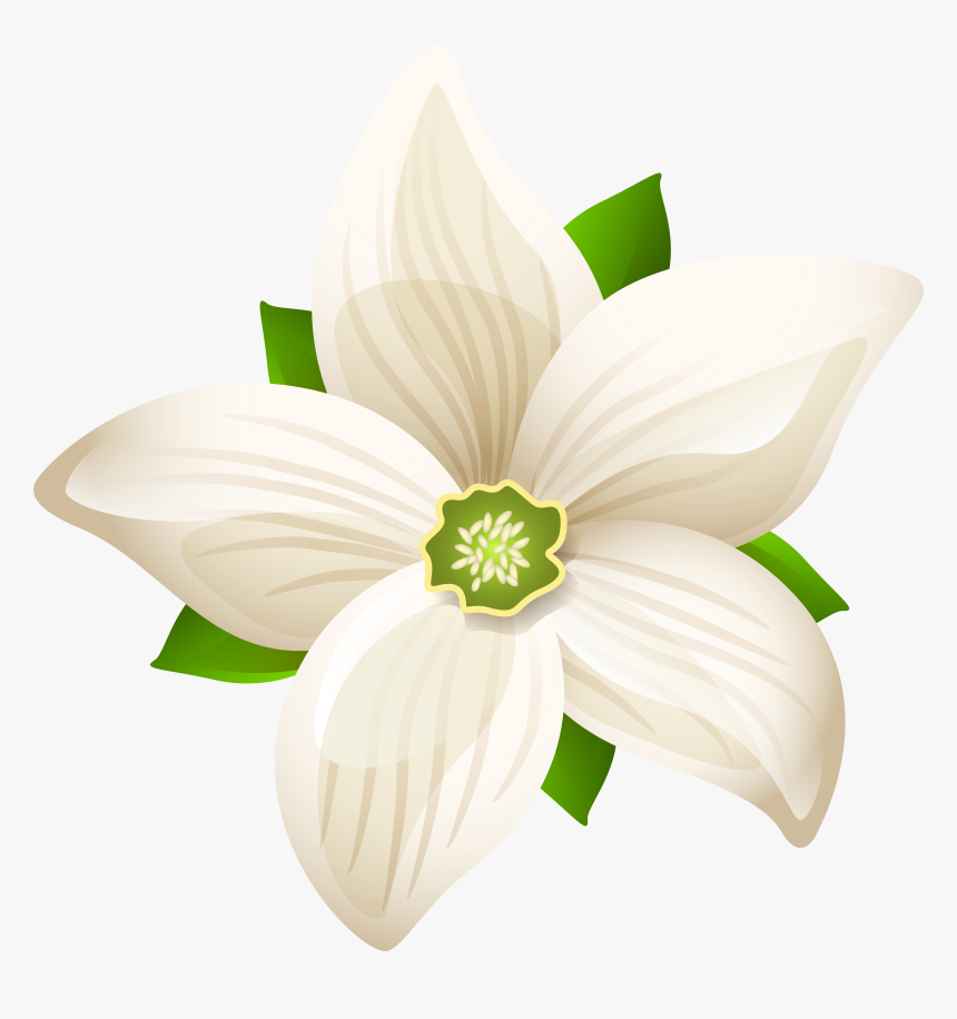 Detail White Flowers Transparent Background Nomer 22