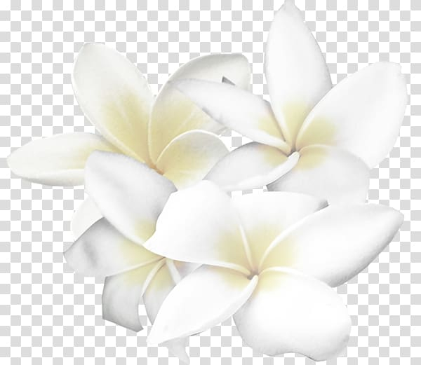 Download White Flowers Transparent Background Nomer 23