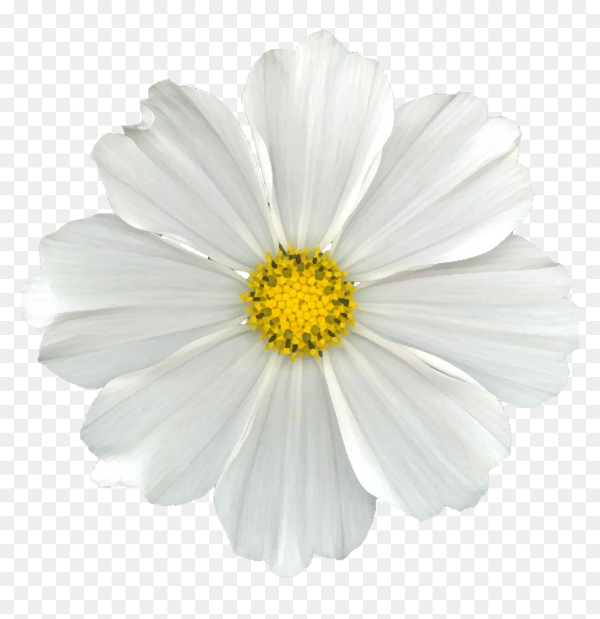 Detail White Flowers Transparent Background Nomer 28