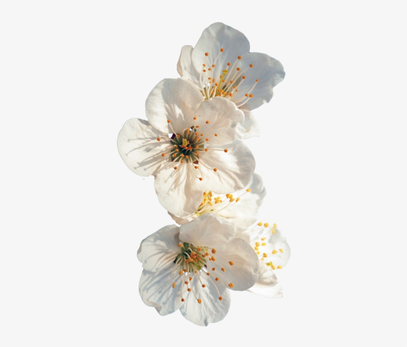 Detail White Flowers Transparent Background Nomer 30