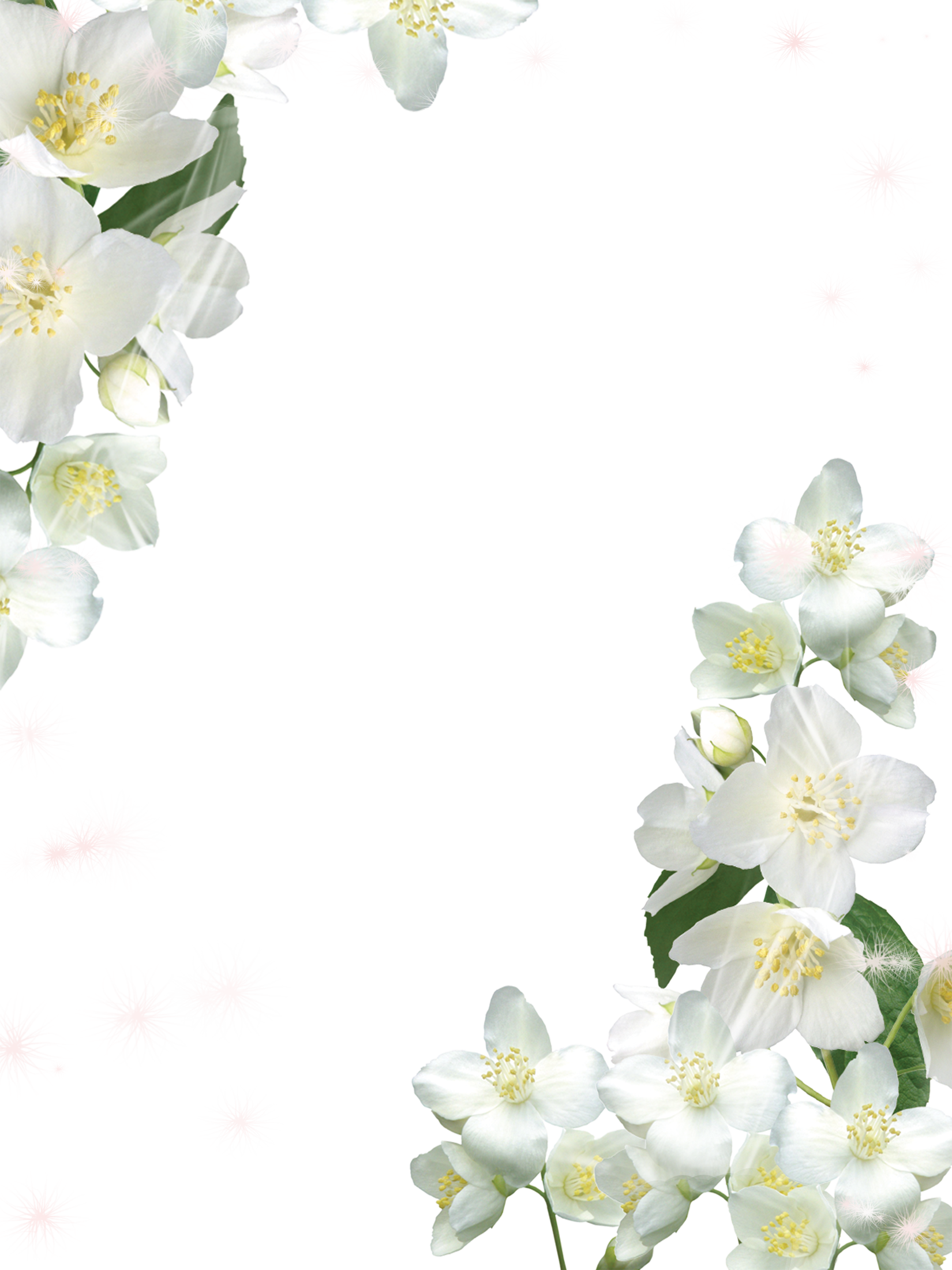 Detail White Flowers Transparent Background Nomer 34