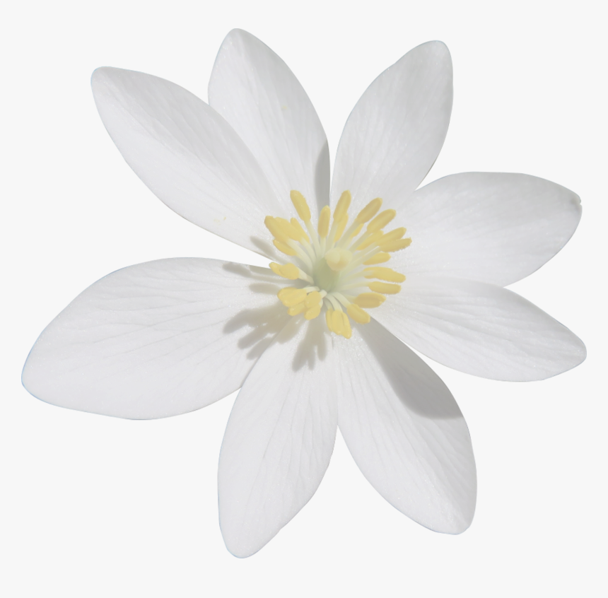 Detail White Flowers Transparent Background Nomer 37