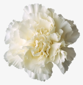 Detail White Flowers Transparent Background Nomer 42