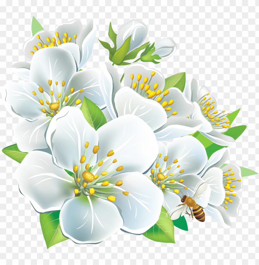 Detail White Flowers Transparent Background Nomer 44