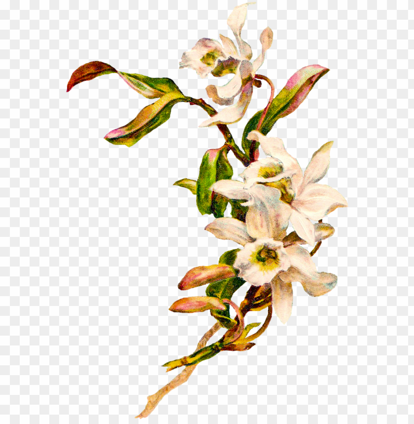 Detail White Flowers Transparent Background Nomer 48