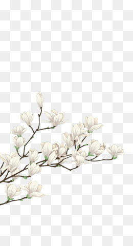 Detail White Flowers Transparent Background Nomer 6