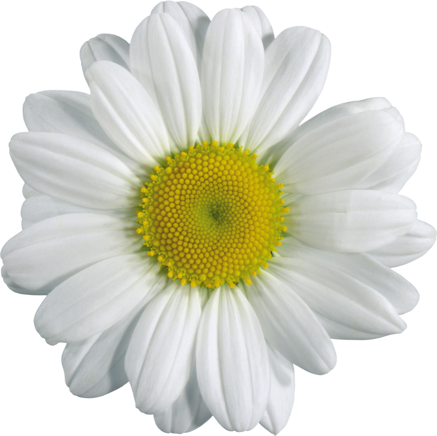 Download White Flowers Transparent Background Nomer 7