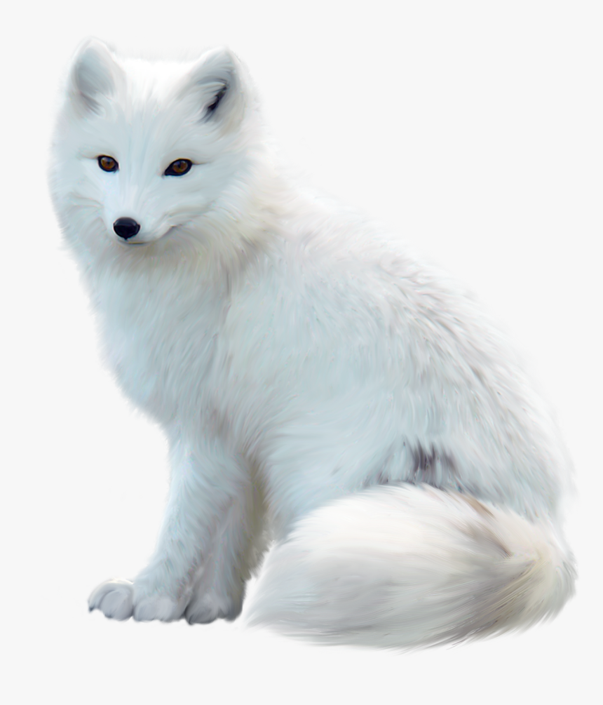 White Fox Png - KibrisPDR