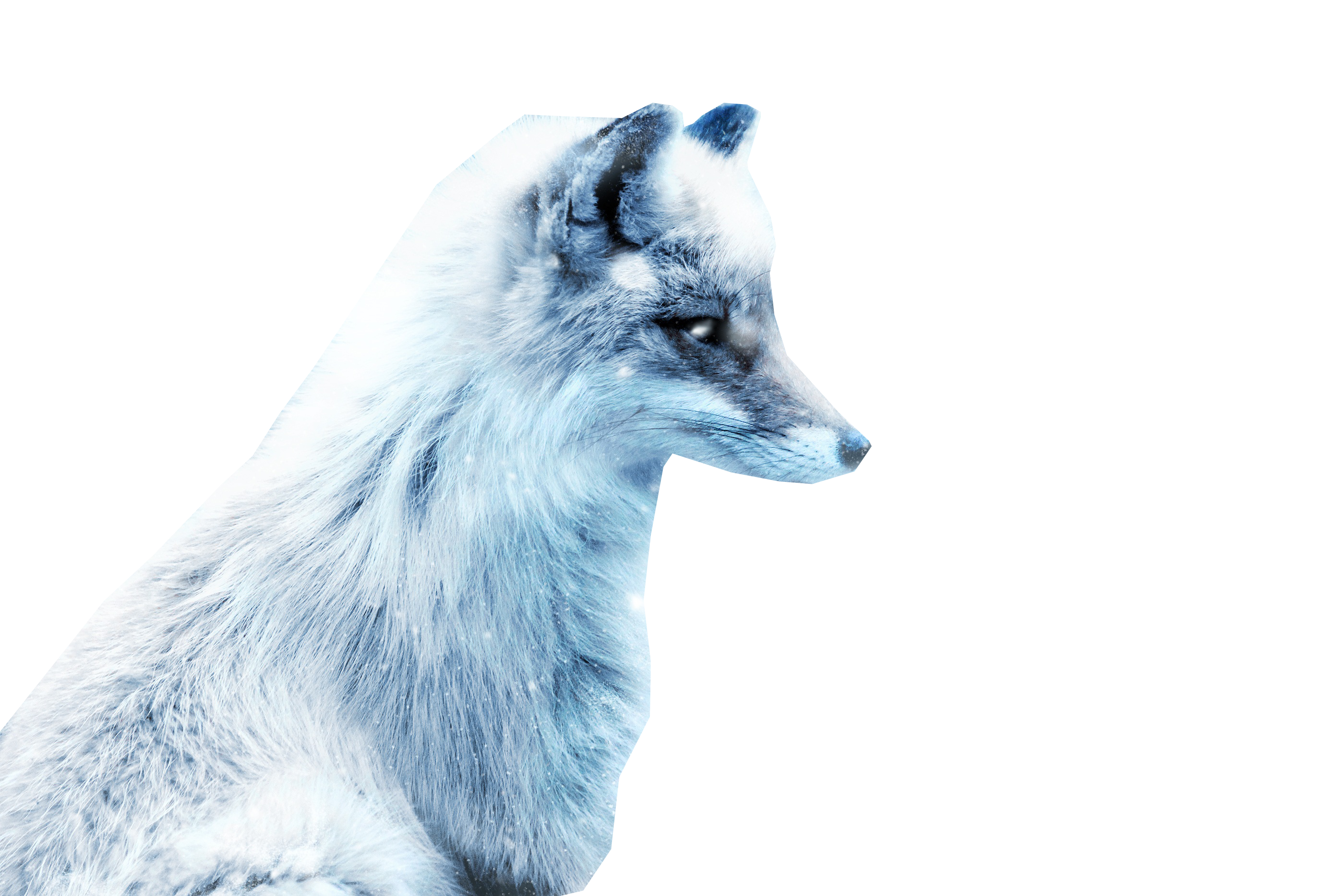 Detail White Fox Png Nomer 18