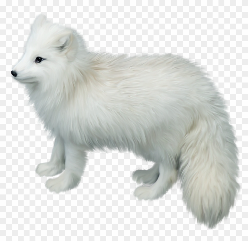 Detail White Fox Png Nomer 5