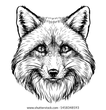 Detail White Fox Png Nomer 45