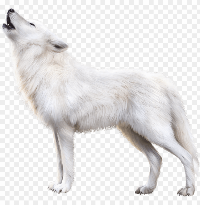 Detail White Fox Png Nomer 7