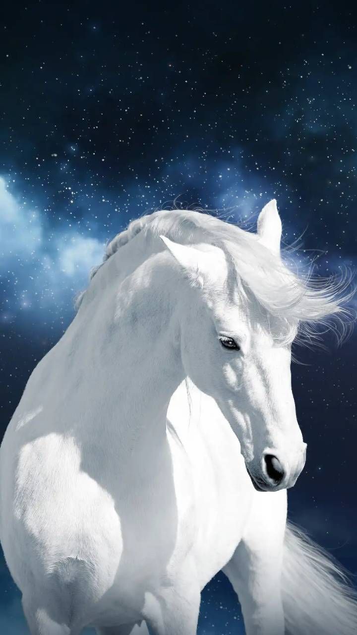 Detail White Horse Images Free Nomer 11