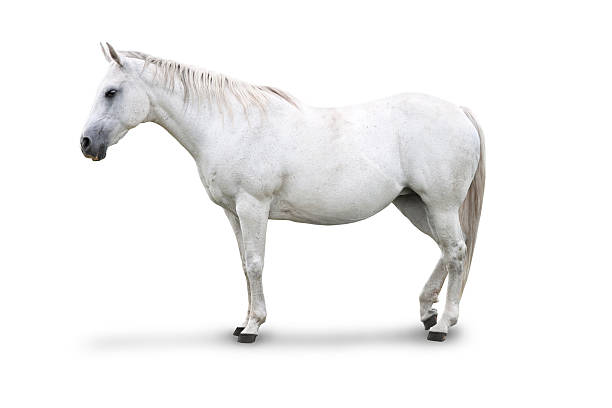 Download White Horse Images Free Nomer 16