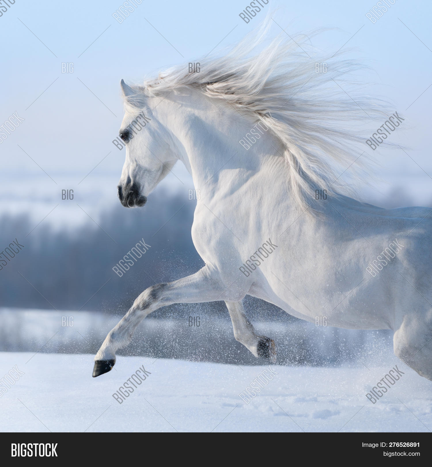 Detail White Horse Images Free Nomer 18