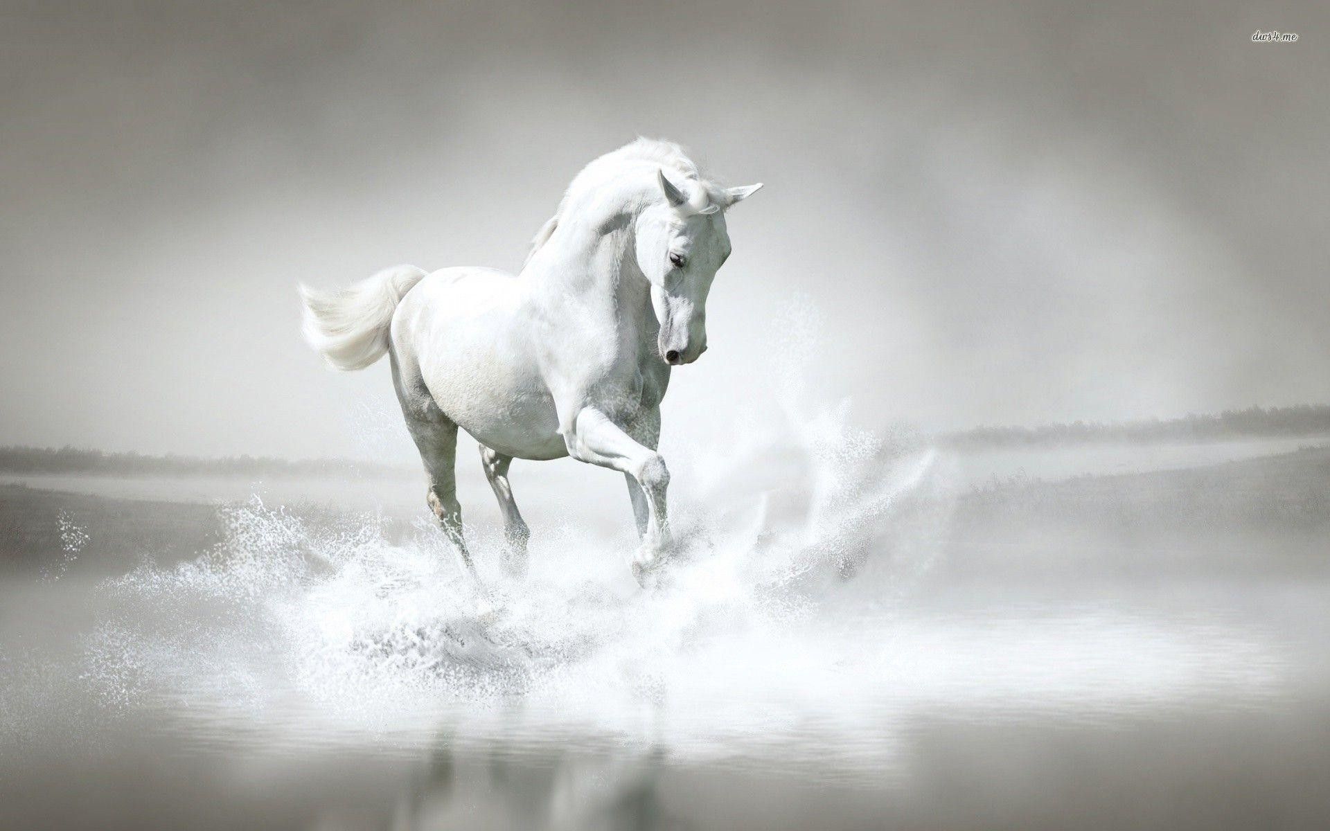 Detail White Horse Images Free Nomer 20