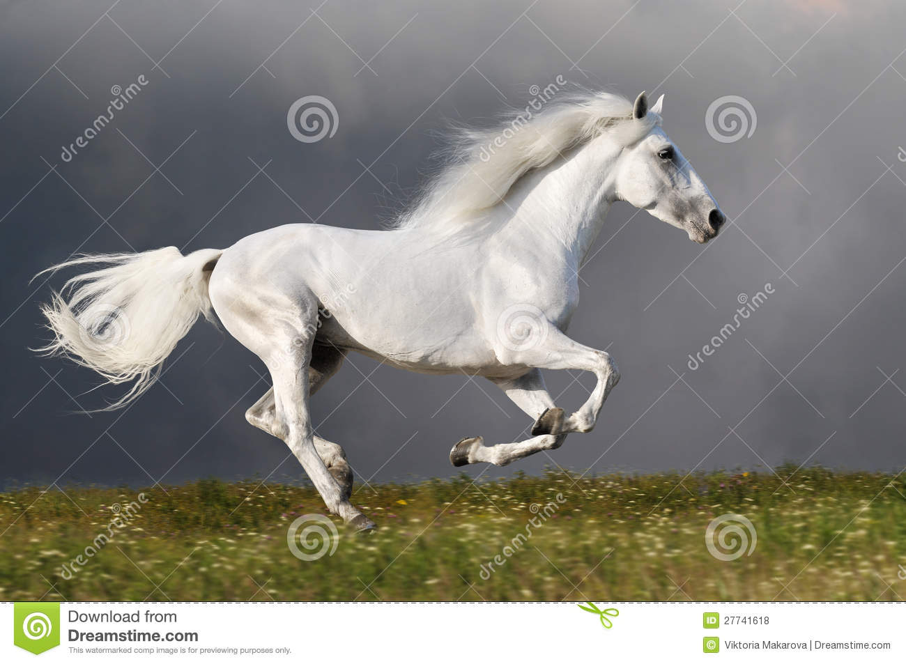 Detail White Horse Images Free Nomer 25