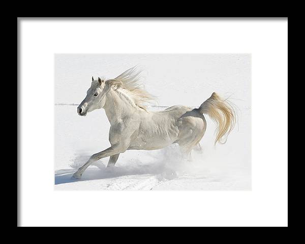 Detail White Horse Images Free Nomer 26