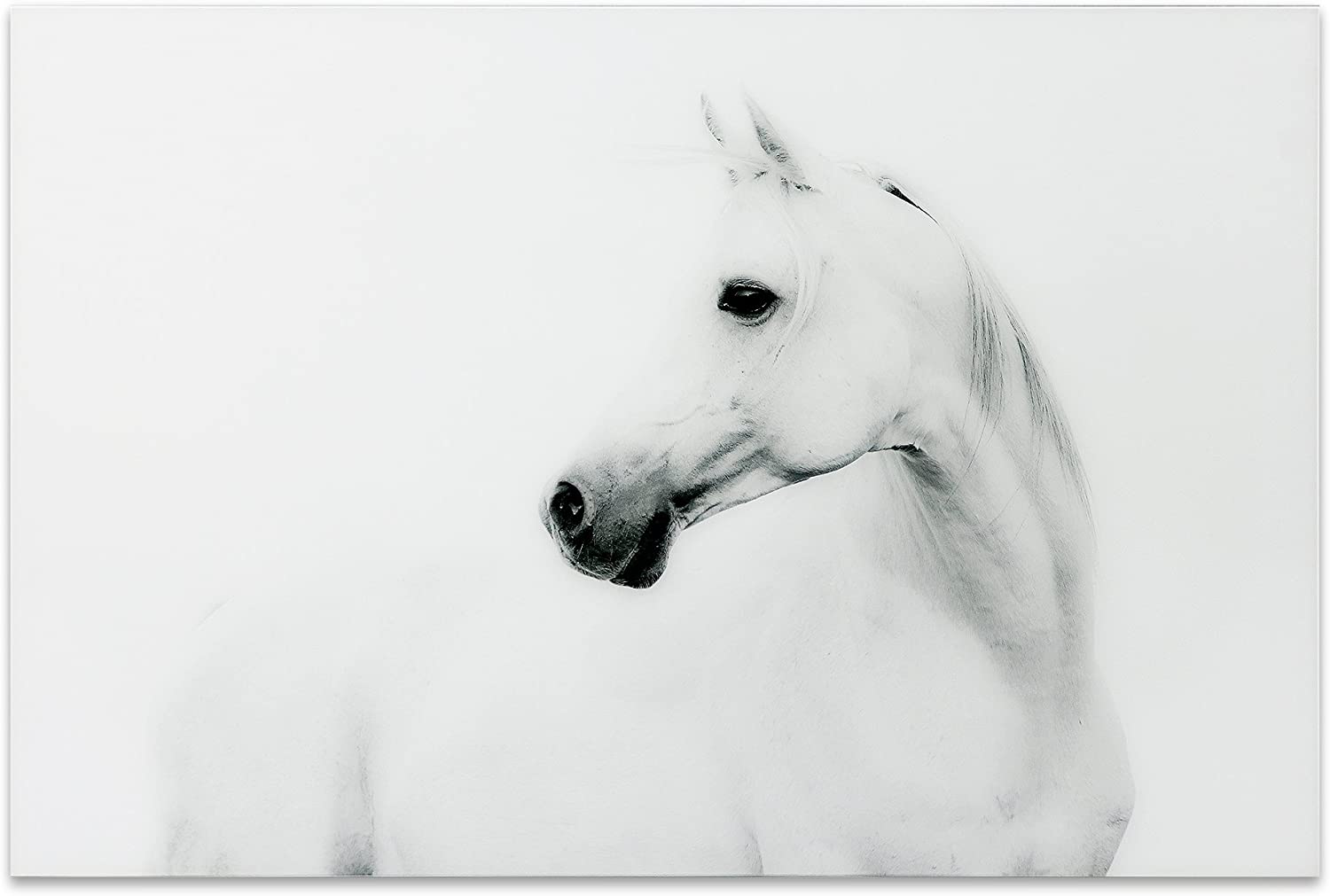 Detail White Horse Images Free Nomer 28