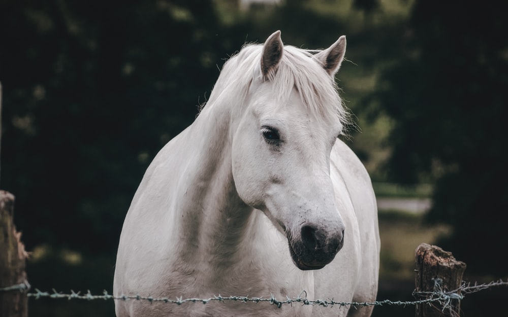 Download White Horse Images Free Nomer 32