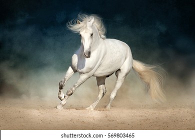 Detail White Horse Images Free Nomer 34